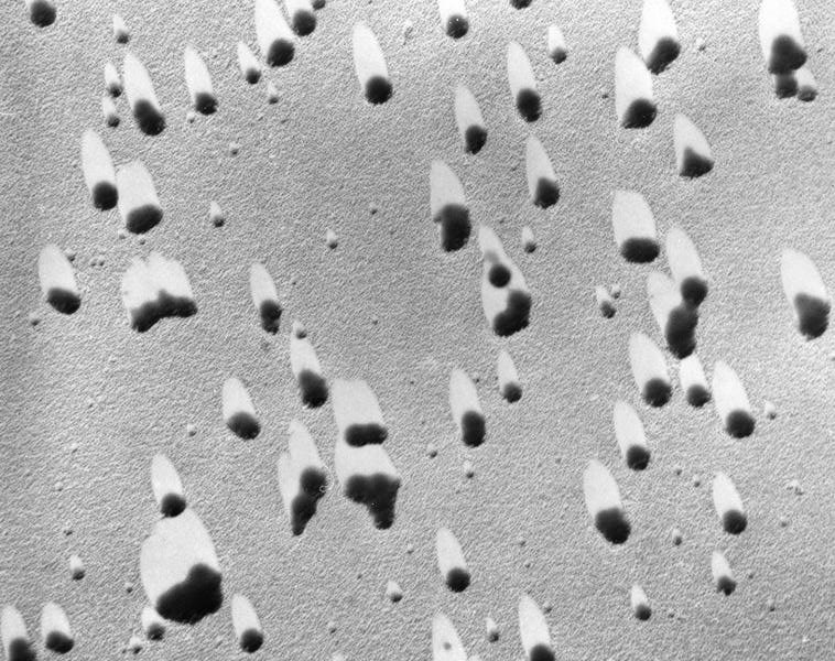 neoprene cells microscope image