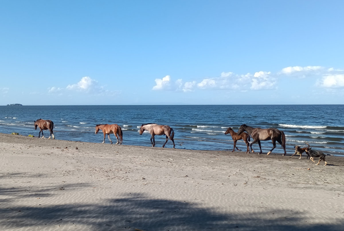 Ometepe wild horses