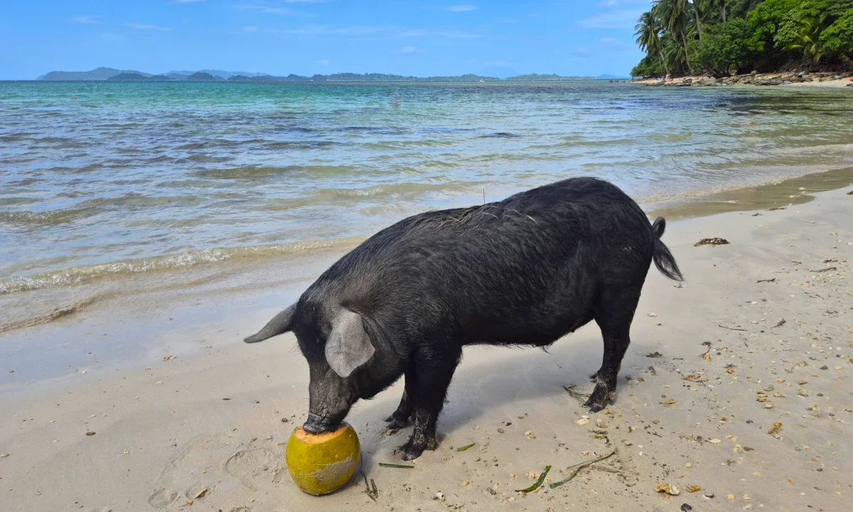 Pig eating coconut on Palawan beach