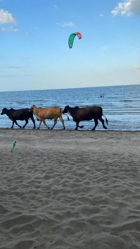 Ometepe - playa santa cruz kitesurfing spot – beginner chop water